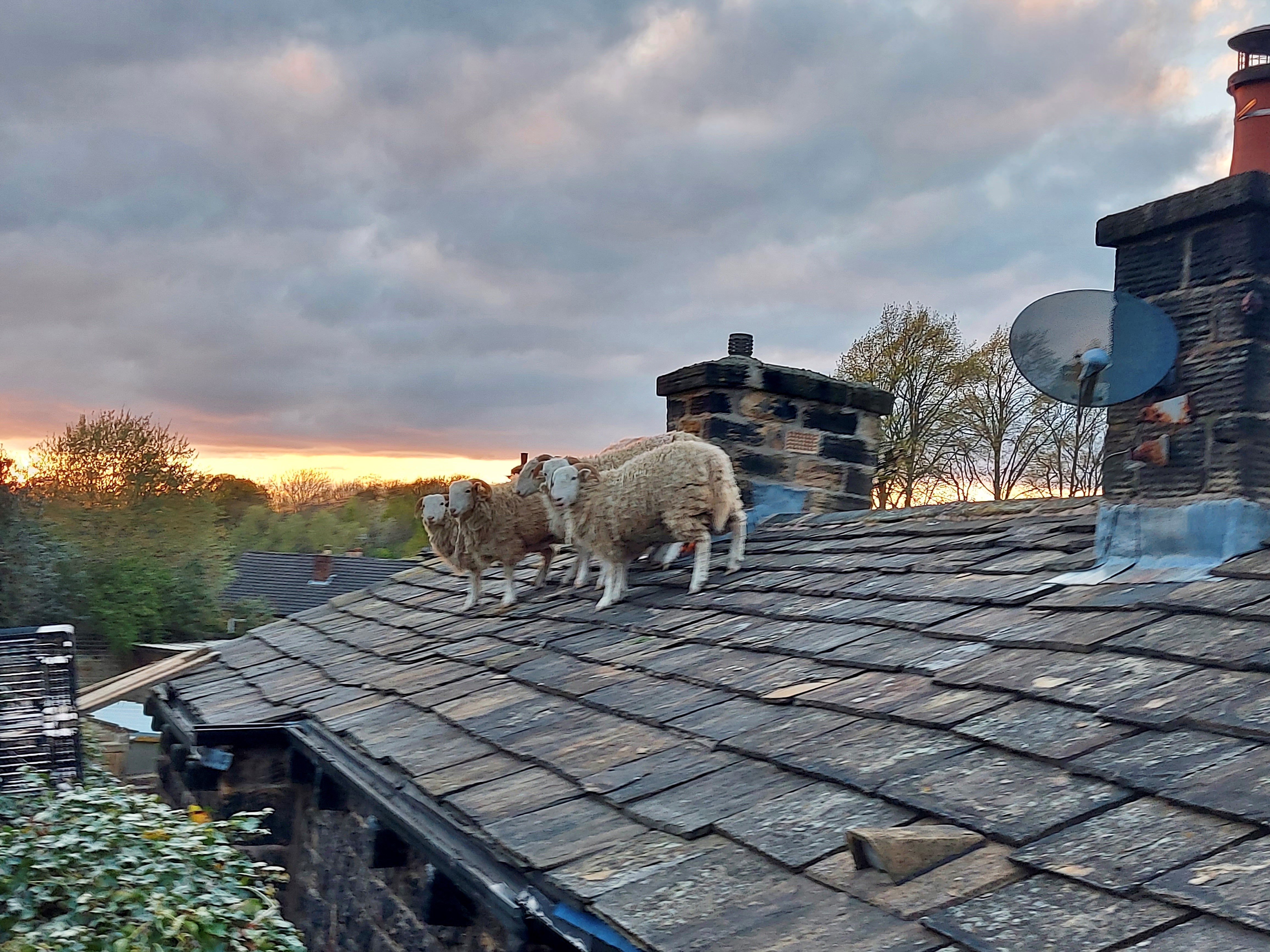 Sheep on Roof Rescue