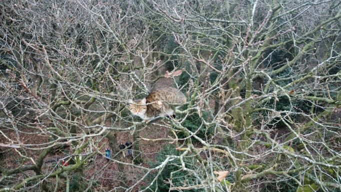 CAT STUCK IN TREE