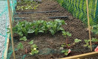 Allotment at Silsden Fire Station