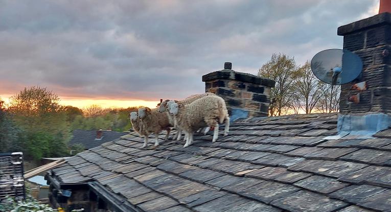 Sheep on Roof Rescue