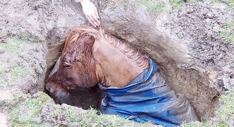 Prince the horse is rescued from a sink hole